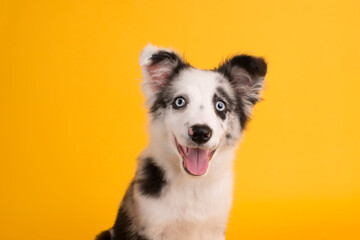 perrito sonriente