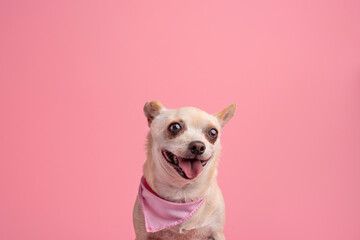 perrito feliz