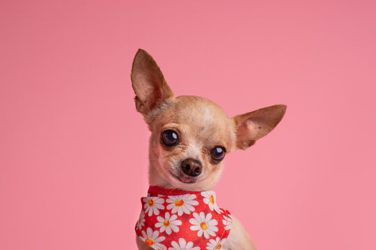 perrita chihuahua mini