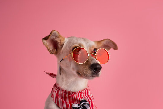 perrita con lentes fashion