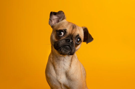 perro chihuahua sentado