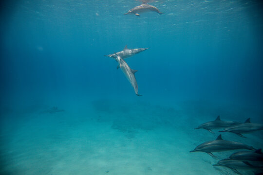 dolphins playing underwater © chelsie.trendley
