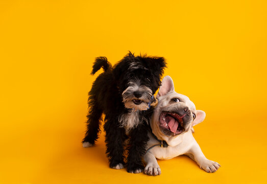 perritos felices