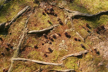 forest soil with roots and cones