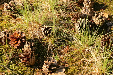 pine cones in the grass