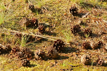 pine cones in the grass