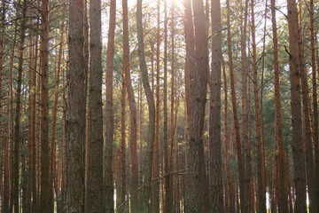 pine forest on a sunny day
