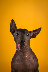 xoloitzcuintle con lengua de fuera