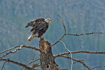 Bald Eagle perching at top of dead tree in Yellowstone National Park