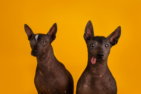 par de xoloitzcuintles 