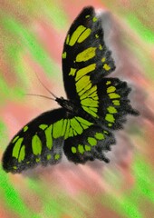 Butterflies, hand drawn digital drawing of butterflies imitating the texture and colors of crayons, hand drawn illustration.