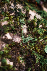 Green moss on the stone