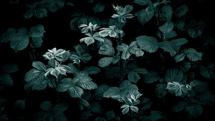 Dark colored leaves background. Moody leaves background. Still life photography of teal plant high...