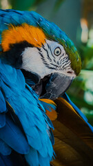 Close-up of Blue Macaw at British Zoo