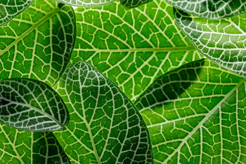 fittonia green leaves close up in the detail