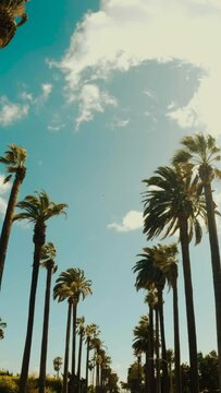 Smoothly moving infinite road with palm trees on both sides with a sunset sky in a bottom view Background. Green palm trees. Vertical video background, vertical video,