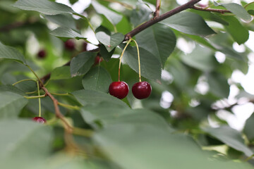 Ripe cherry, red berry. A tree with cherries. Green tree with leaves. Ripe berries