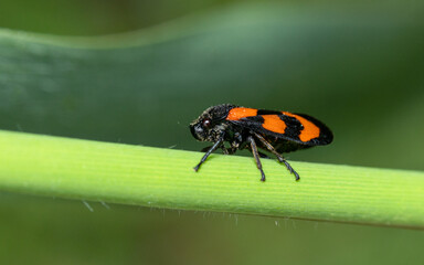 Red and black froghopper insect in green leaf
