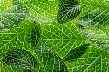 fittonia green leaves close up in the detail