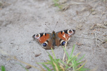 butterfly on the ground