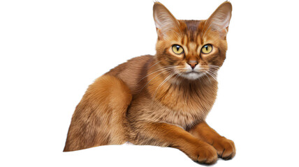 Obraz premium Curious Somali Cat Perched on a Tree Branch - Transparent Background