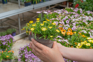 Garden Shop, Buying a Pot Flower, Choosing Home Flowers, Gardening Concept, Plant Growth Market