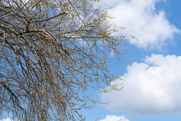 Spring Poplar Branch, Lime Buds, Young Tree Leaves on Blur Background, Spring Twig with New Green Leaves