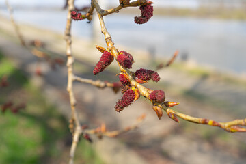 Spring Poplar Branch, Lime Buds, Young Tree Leaves on Blur Background, Spring Twig with New Green Leaves