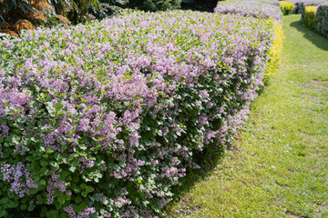 Obraz premium Syringa Meyeri Green Hedge Texture Background, Korean Lilac or Dwarf Lilac Flowers Pattern, Green Violet Plant