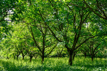 Fototapeta na wymiar Plantation of high-quality PDO certified walnuts trees on foothills of Alps near Grenoble, France