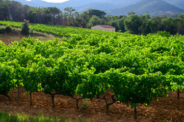 Fototapeta na wymiar View on green grand cru vineyards Cotes de Provence, production of rose wine near Grimaud village, Var, France