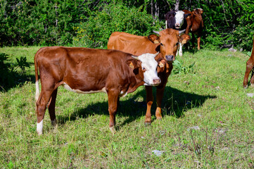 Нerd of cows grazing in alpine meadow neat Col du Lautaret, French Alps