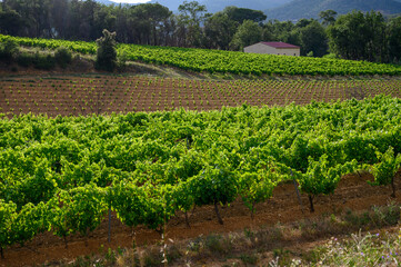 Fototapeta na wymiar View on green grand cru vineyards Cotes de Provence, production of rose wine near Grimaud village, Var, France