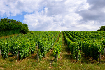 Fototapeta na wymiar Vineyards of Pouilly-Fume appellation, making of dry white wine sauvignon blanc grape growing different types soils, France