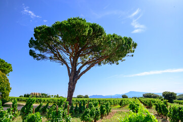 Fototapeta premium Vineyards of Chateauneuf du Pape appellation with grapes growing on soils with large rounded stones galets roules, lime stones, gravels, sand.and clay, famous red wines, France