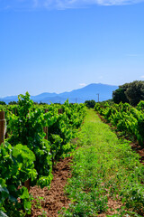 Vineyards of Chateauneuf du Pape appellation with grapes growing on soils with large rounded stones...