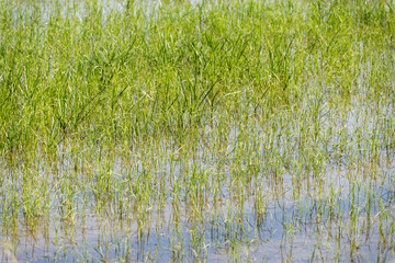 Obraz premium Cultivation of rice cereals in Camargue, Provence, France. Rice plants growing on organic farm fields.