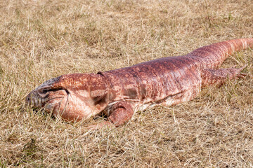 Argentinian red tegu lizard Salvator rufescens common in exotic animal pet trade