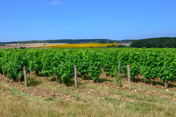 Fototapeta na wymiar Vineyards of Pouilly-Fume appellation, making of dry white wine sauvignon blanc grape growing types of soils, France