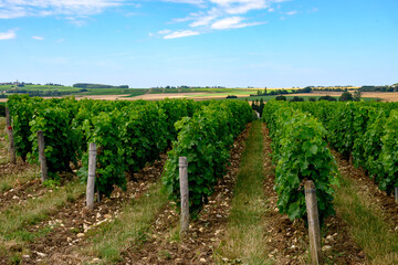 Fototapeta na wymiar Vineyards of Pouilly-Fume appellation, making of dry white wine sauvignon blanc grape growing different types of soils, France