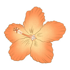 Beautiful orange Hibiscus in pastel 