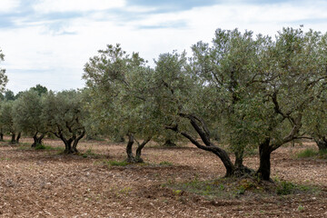 Olive trees growing in Alpilles region, Provence, France. Production of high quality virgin olive...