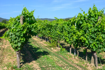 Fototapeta na wymiar View on green grand cru vineyards Cotes de Provence, production of rose wine near Ramatuelle village, Var, France