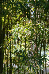 Green bamboo trees in bamboo grove in sun light