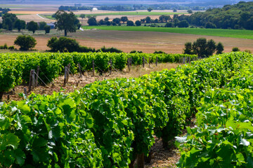 Fototapeta na wymiar Vineyards of Pouilly-Fume appellation, making of dry white wine sauvignon blanc grape growing different types of soils, France
