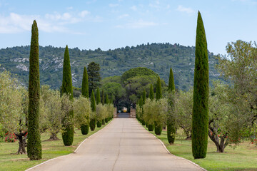 Scenic Provencal castle cypress and olive trees alley in summer