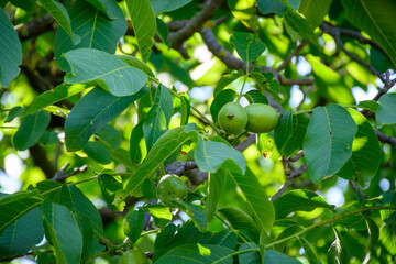 Plantation of high-quality PDO certified walnuts trees on foothills of Alps near Grenoble, France