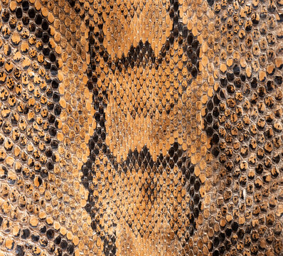 Real genuine python snake skin background, exotic animals confiscated by border by custom