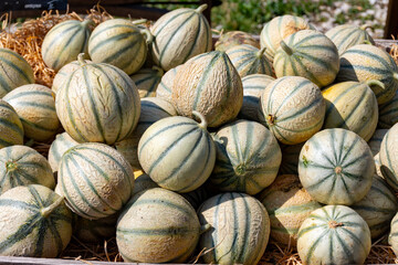 Melons from Cavaillon, ripe round charentais honey cantaloupe melons on market in Provence, France