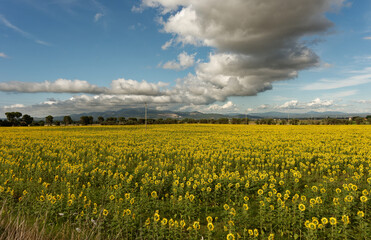 Italien - Toskana - Provinz Livorno - Sonnenblumen